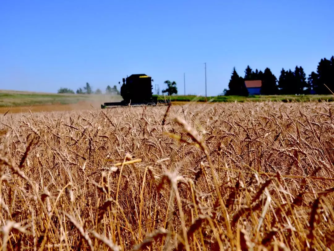 Wheat Fields in North Dakota image by anned from Pixabay